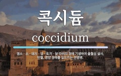 콕시듐 뜻: 염소ㆍ소ㆍ돼지ㆍ양ㆍ토끼ㆍ닭 따위의 장에 기생하여 출혈성 설사, 빈혈, 영양 장애를 일으키는