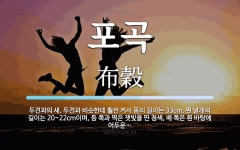 포곡 뜻: 두견과의 새. 두견과 비슷한데 훨씬 커서 몸의 길이는 33cm, 편 날개의 길이는 20~2