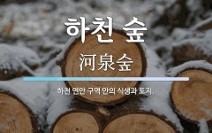 하천 숲 뜻: 하천 연안 구역 안의 식생과 토지.