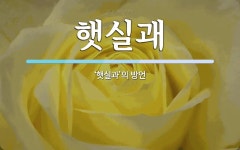 햇실괘 뜻: ‘햇실과’의 방언