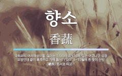 향소 뜻: 국화과의 여러해살이풀. 높이는 1.5미터 정도이며, 잎은 어긋나고 심장 모양인데 끝이 뾰족