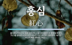 홍심 뜻: 참다래나무의 주요 품종 중의 하나. 암그루 품종으로 열매의 무게가 70그램 정도로 소과이지