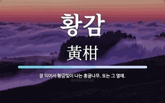 황감 뜻: 잘 익어서 황금빛이 나는 홍귤나무. 또는 그 열매.