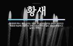 몸의 길이는 1미터, 편 날개의 길이는 66cm 정도이고 백로와 비슷하나... 몸의 길이는 1미터, 편 날개의 길이는 66cm 정도이고 백로와 비슷하나 