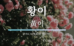 황이 뜻: 큰 수소. ⇒규범 표기는 ‘황소’이다.