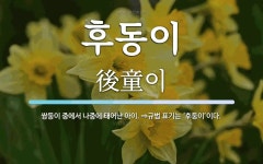 후동이 뜻: 쌍둥이 중에서 나중에 태어난 아이. ⇒규범 표기는 ‘후둥이’이다.