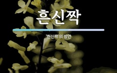흔신짝 뜻: ‘헌신짝’의 방언