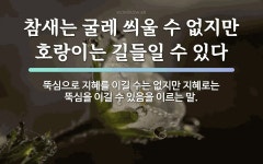 속담: 참새는 굴레 씌울 수 없지만 호랑이는 길들일 수 있다