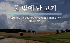 속담: 물 밖에 난 고기