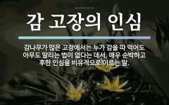 감에 관한 명언