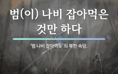 속담: 범(이) 나비 잡아먹은 것만 하다