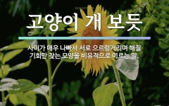 속담: 고양이 개 보듯