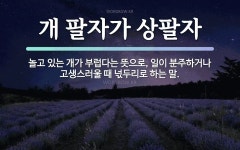 속담: 개 팔자가 상팔자