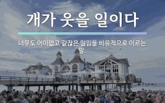 속담: 개가 웃을 일이다