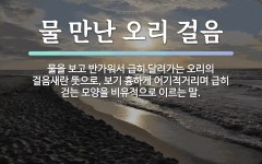 속담: 물 만난 오리 걸음