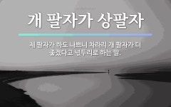 속담: 개 팔자가 상팔자