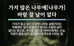 속담: 가지 많은 나무에[나무가] 바람 잘 날이 없다