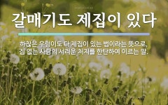 속담: 갈매기도 제집이 있다
