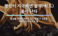 속담: 정성이 지극하면 돌 위에(도) 풀이 난다