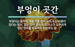 속담: 부엉이 곳간