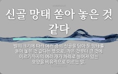 속담: 신골 망태 쏟아 놓은 것 같다