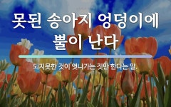 속담: 못된 송아지 엉덩이에 뿔이 난다