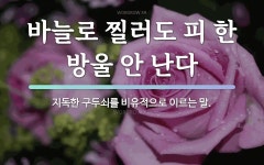 속담: 바늘로 찔러도 피 한 방울 안 난다