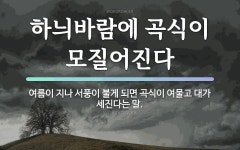 속담: 하늬바람에 곡식이 모질어진다