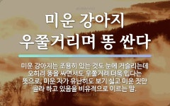 속담: 미운 강아지 우쭐거리며 똥 싼다