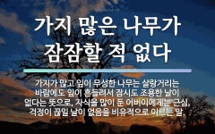 속담: 가지 많은 나무가 잠잠할 적 없다
