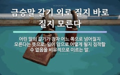 속담: 금승말 갈기 외로 질지 바로 질지 모른다