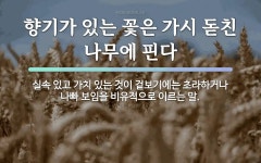 속담: 향기가 있는 꽃은 가시 돋친 나무에 핀다