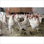 Hen In Roorkee, Hen Dealers & Traders In Roorkee