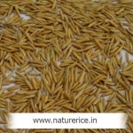 Organic 1121 Paddy Broken (%): 4%, Price 1000 USD/Metric Ton | ID: c3800986