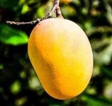 Fresh Fruits In Ranchi, Jharkhand At Best Price | Fresh Fruits Manufacturers, Suppliers In Ranchi