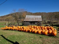 Rustic cabin associated with the nearby Mast Farm Inn, and decorated with pumpkins for the fall season, in Valle Crucis, North... 