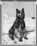 Chris, one of the dogs | Library of Congress Chris, one of the dogs
