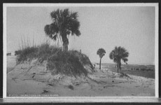 Palmettoes on Tybee Island | Library of Congress Palmettoes on Tybee Island