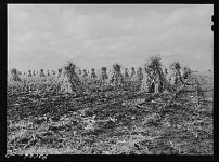 Corn on dairy farm near Waterloo, Iowa | Library of Congress Corn on dairy farm near Waterloo, Iowa