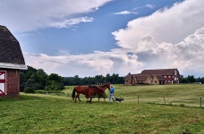 John McConnell (and the ever-present cattle dog, Ruckus) visit two of the farms horses at McConnells soybean spread in Derry... 