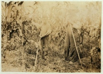 Chopping corn Everett Adams, 15 years and Ora Adams, 9 years. Address Hiatt, Ky. Go to Hickory Grove School, but they have been... 