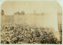 Willie Welch, 15 years old, R.D. 3, Box 89, Bowling Green, worming tobacco. Goes to old Union School near Plano (?). Will start... 