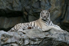 World’s first White Tiger Safari opens in Madhya Pradesh | Times of India Travel World’s first White Tiger Safari opens in... 