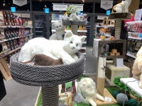 이마트 몰리스펫샵, 네이버 스마트스토어 입점으로 판매 다각화 - TENANT news