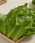 [산들내음] 친환경 청상추(지정농장) 150g - 현대식품관 [산들내음] 친환경 청상추(지정농장) 150g