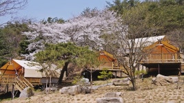 청풍월드니스글램핑 (2026) - 충청북도 제천시 가볼만한곳 - 관광지랭킹