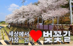 대청호 벚꽃길 (2026) - 대전광역시 동구 가볼만한곳 - 관광지랭킹
