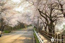 왕지벚꽃길 (2026) - 경상남도 남해군 가볼만한곳 - 관광지랭킹