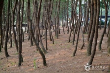 용두해수욕장 - 캠프위크