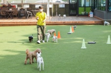 도그스테이블 - 강원특별자치도 춘천시 - 가볼만한곳 - 관광지랭킹